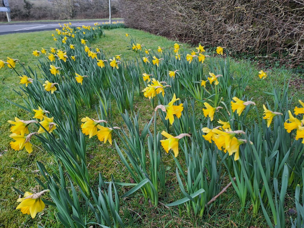 Daffs at Coleorton 1 February 2024