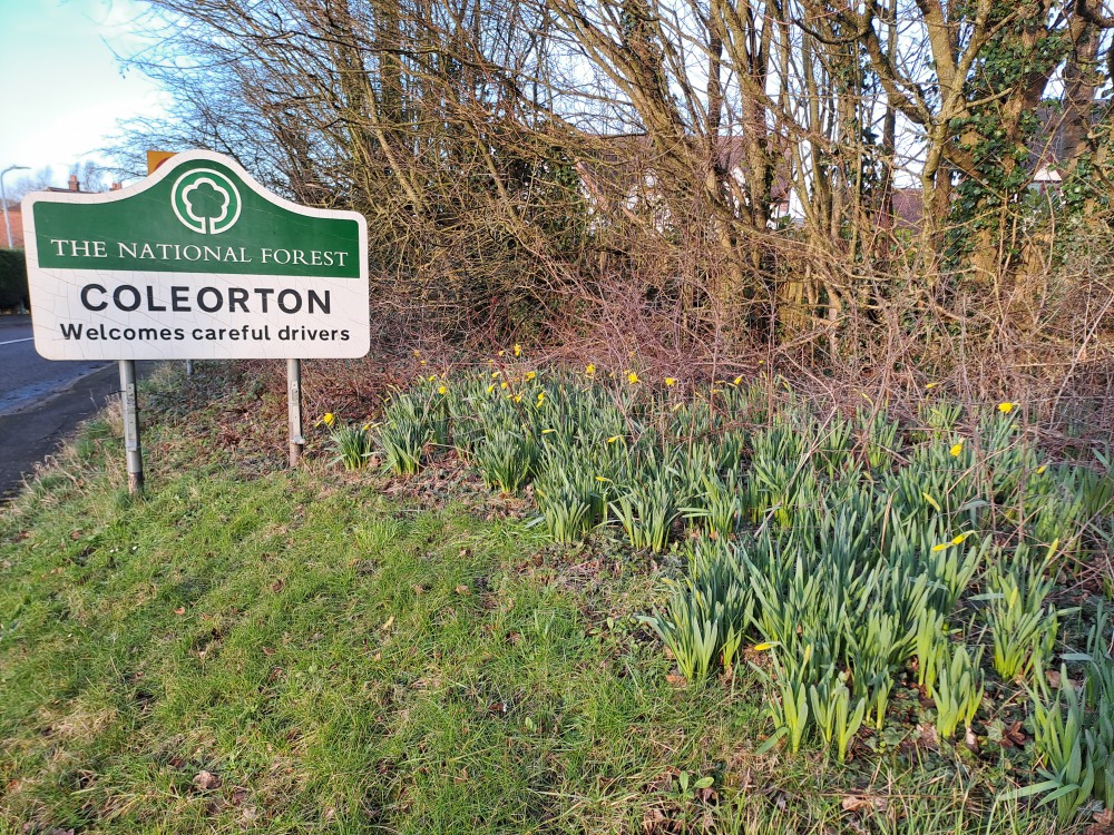 Daffs at Coleorton 25 January 2025